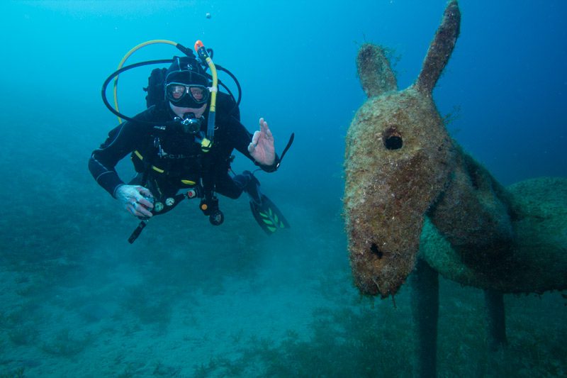 Donkey Divers